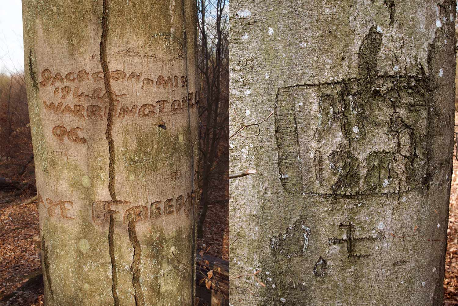 The Second World War in our Forests (2012)